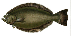 Brazilian Flounder photo 2