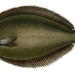 Paralichthys orbignyanus - Photo Paul Louis Oudart
, ei tunnettuja tekijänoikeusrajoituksia (Tekijänoikeudeton)