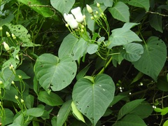 Ipomoea reticulata