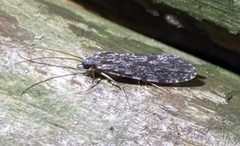 Annulipalpia