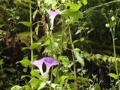 Ipomoea mitchelliae