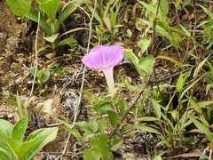 Ipomoea mitchelliae