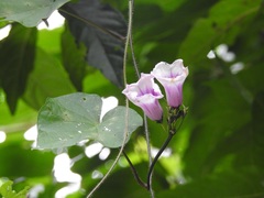 Ipomoea batatas