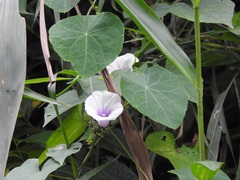 Ipomoea batatas