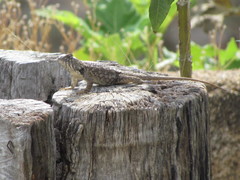 Sceloporus albiventris