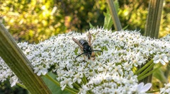 Dolichovespula albida