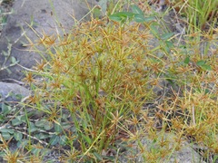 Cyperus amabilis
