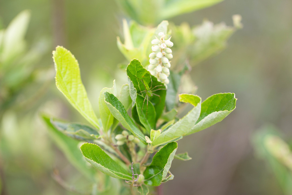 coastal pepperbush
