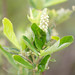 Coastal Pepperbush - Photo (c) Jessica, some rights reserved (CC BY), uploaded by Jessica