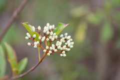 Viburnum nudum