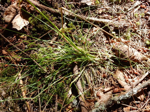 Image of Festuca occidentalis by (c) Ed Alverson, some rights reserved (CC BY)