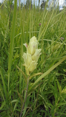 Castilleja pallida