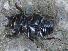 Serrognathus titanus castanicolor