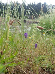 Brodiaea elegans hooveri
