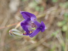 Brodiaea elegans hooveri
