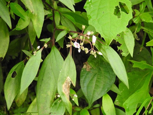 Centradenia floribunda, photograph 3