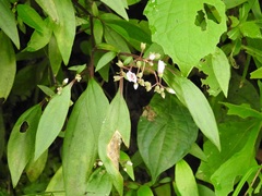 Centradenia floribunda, photograph (c) Neptalí Ramírez Marcial, some rights reserved (CC BY)