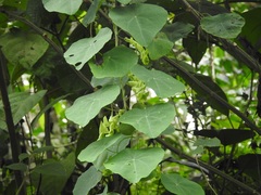Cissampelos tropaeolifolia