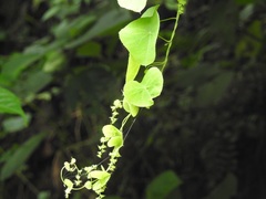 Cissampelos tropaeolifolia