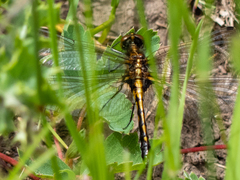 Leucorrhinia intacta