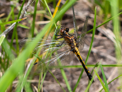 Leucorrhinia intacta