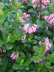 Escallonia rubra