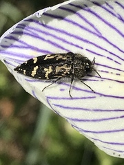 Acmaeodera connexa