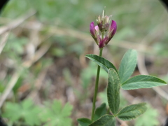 Trifolium brandegeei