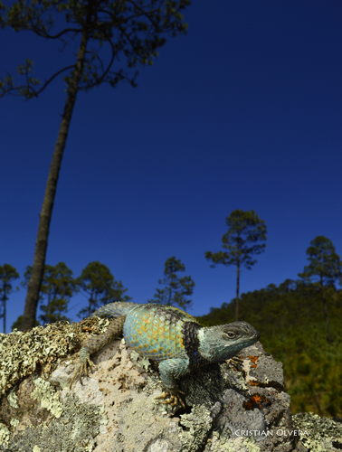 Central Cleft Lizard