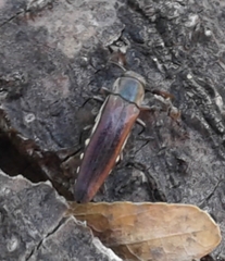 Agrilus difficilis