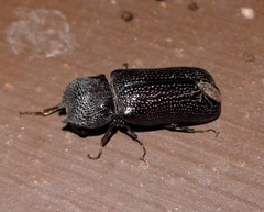 Apatides fortis