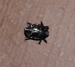 Nosodendron unicolor