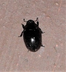 Nosodendron unicolor