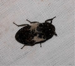 Dermestes marmoratus