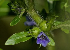 Hydrolea quadrivalvis