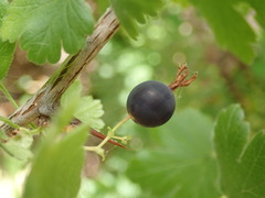Ribes divaricatum divaricatum