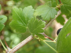 Ribes divaricatum divaricatum