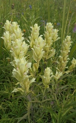 Castilleja pallida