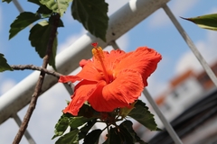 Hibiscus rosa-sinensis