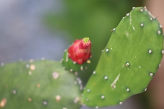 Opuntia cochenillifera