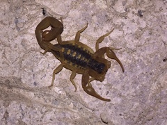 Centruroides baldazoi