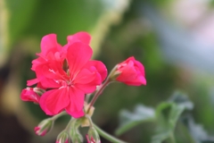 Pelargonium × hybridum