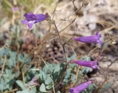 Penstemon caesius