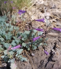 Penstemon caesius