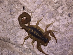 Centruroides baldazoi