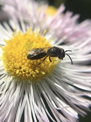 Hylaeus mesillae cressoni