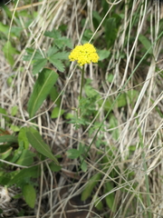 Pseudocymopterus