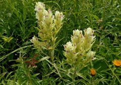 Castilleja pallida