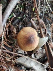 Descolea phlebophora