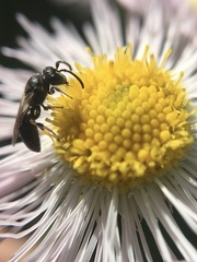 Hylaeus mesillae cressoni